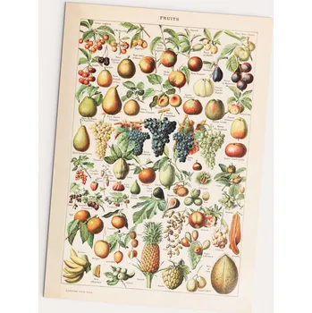 Obraz Plakát Ovoce Fruits plakát A2 vintage bez rámu 42 x 59,4 cm