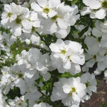 Sazenice Exochorda racemosa Kolmasprit Magical Spingtime 20/30 cm