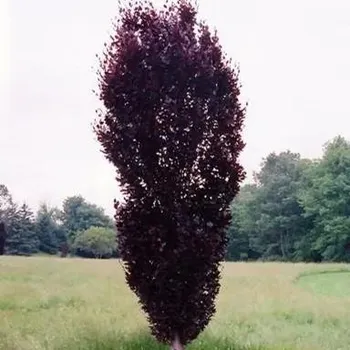 Sazenice Fagus sylvatica Red Obelisk 40/60 cm
