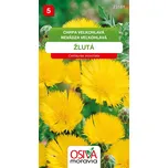 Osiva Moravia Chrpa velkohlavá žlutá…