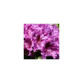 Sazenice Rhododendron hybridum Azurro 40/60 cm
