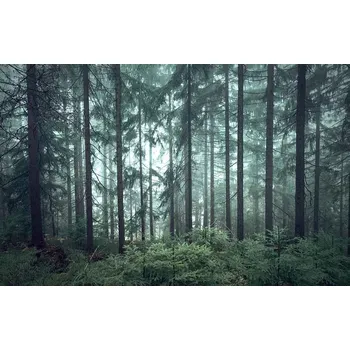 Fototapeta FOTOTAPETA 380x254 vliesová tapeta LES #F002 #SF