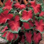 Kaládium Freida Hemple/Caladium Bicolor…