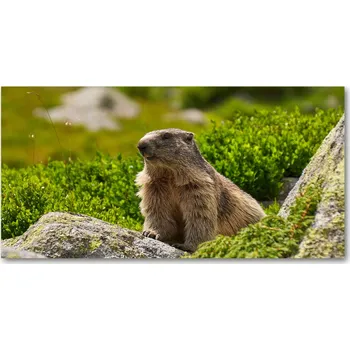 Obraz Kuchyňský panel Svišť tatranský 140x70 + LEPIDLO