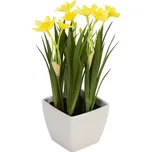 Rozkvetlé narcisy v květináči 23 cm…