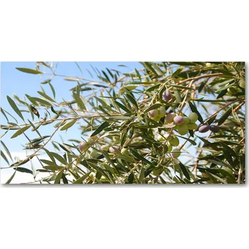 Obraz Kuchyňský panel Olivový strom 120x60 cm + LEPIDLO