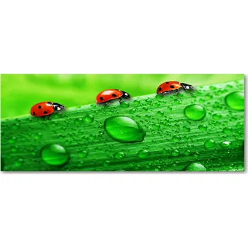 Obraz Skleněná deska s motivem berušky na trávě XXL