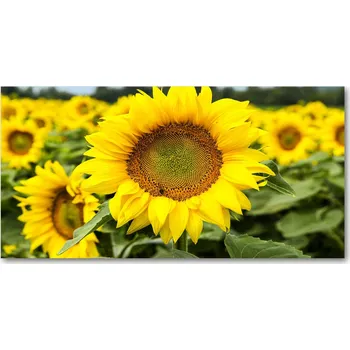 Obraz Kuchyňský panel Slunečnicové pole 120x60 cm + LEPIDLO