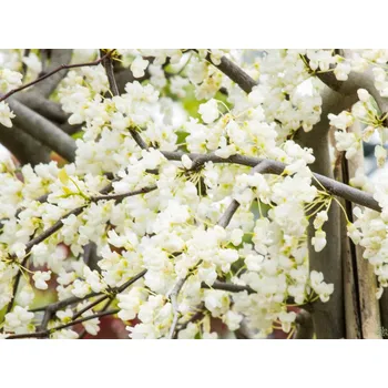 Sazenice Zmarlika kanadská 'Vanilla Twist' kontejner C7,5