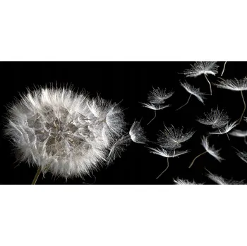 Obraz Ochranný panel Pampeliška 140 x 70 cm + LEPIDLO