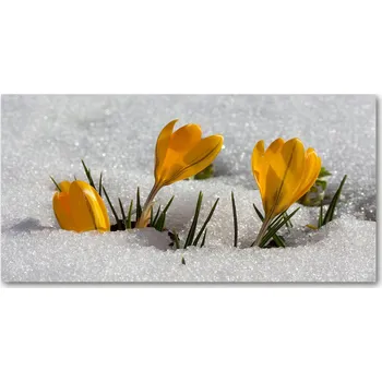 Obraz Kuchyňský panel Krokusy ve sněhu 120x60 cm + LEPIDLO