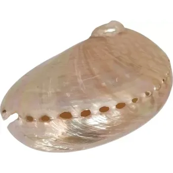 Novinka exkluzivní mušle Paua světlá 14 cm