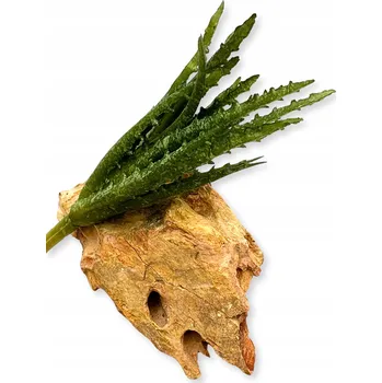 umělá květina BioPlant Aloe Green Aloe umělá rostlina do terária