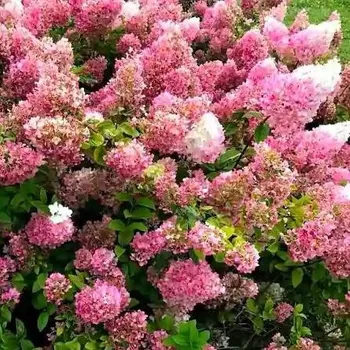 Sazenice Hydrangea paniculata Petit Star (R) 30/40 cm