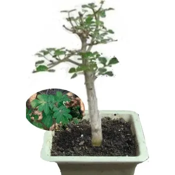 Semeno Commiphora mollis 2 semena