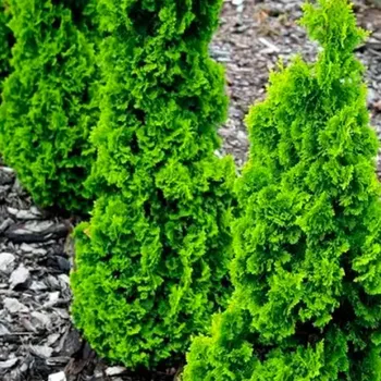 Sazenice ZERAV ZÁPADNÍ 'ZMATLIK' kont. 2L