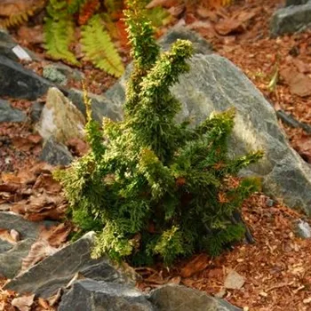 Sazenice ZERAV ZÁPADNÍ 'MALONYANA HOLUB' kont. 2L