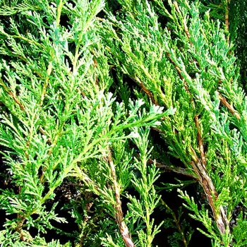 Sazenice JALOVEC POLEHLÝ ´WILTONII´ kont. 2L