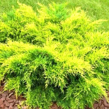 Sazenice JALOVEC PROSTŘEDNÍ ´OLD GOLD´ kont. 2L