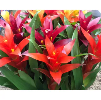 Dekorace do akvária Guzmania bromelia (Košíčková Ø 5,5 cm)