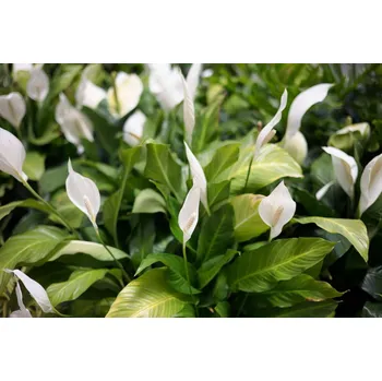 Akvaristika Spathiphyllum (Košíčková Ø 5,5 cm)