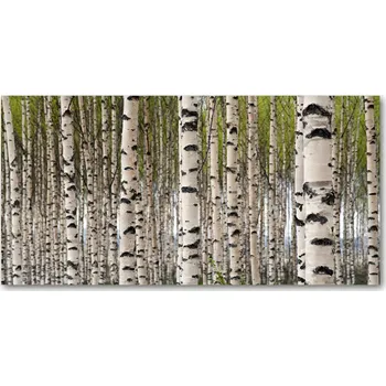Obraz Ochranný panel Březový les 140x70 cm + LEPIDLO