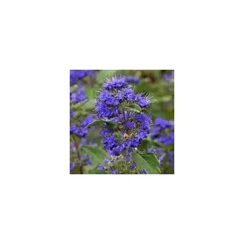 Sazenice Caryopteris x clandonensis Grand Bleu 20/30 cm
