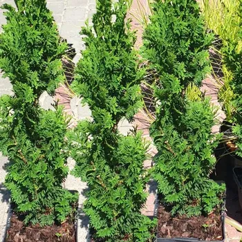 Sazenice ZERAV ZÁPADNÍ 'BROBECK'S TOWER' kont. 2L