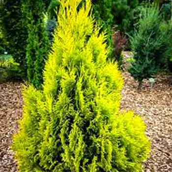 Sazenice ZERAV ŘASNATÝ '4EVER GOLDY' kont. 2L