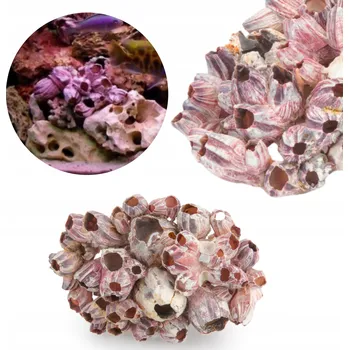 Dekorace do akvária Mušle Barnacle Pąkle do Malawi akvária 15-20 cm