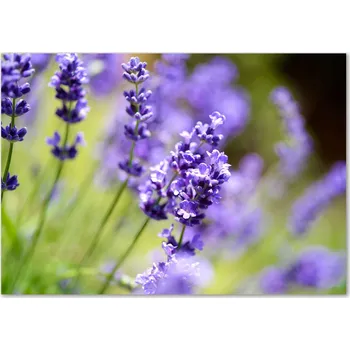 Obraz Skleněný panel 70 x 100 x 4 mm tvrzené sklo broušené fialový