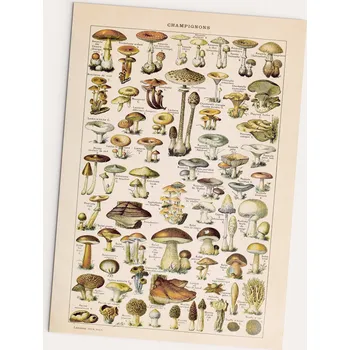 Obraz Plakát Champignons 30x40 cm bez rámu 30 x 40 cm