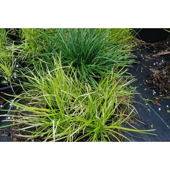 Dekorace do terária Ophiopogon japonica (Kelímek Ø 8 cm)