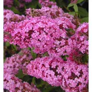 Sazenice Komule Davidova ´PINK DELIGHT´ 20-30 cm, kont. 2,5 l