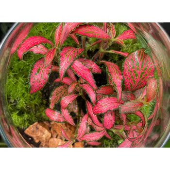 Akvaristika Fittonia 'Forest Flame' (Košíčková Ø 5,5 cm)