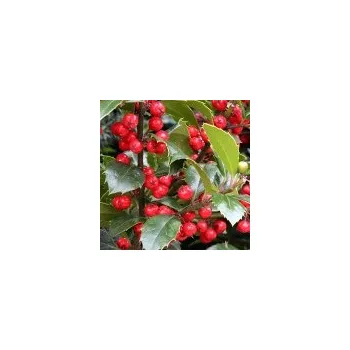 Sazenice Ilex x meservae Heckenfee 20/30 cm