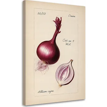 Obraz OBRAZ DO KUCHYNĚ Zelenina Vintage Cibule 80x120