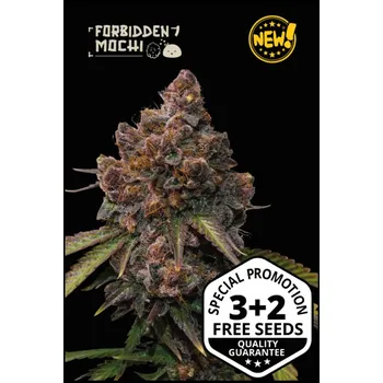 Semeno SeedStockers Forbidden Mochi Počet ks Feminizované: 1