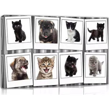 Obraz OBRAZ NA PLÁTNĚ CANVAS 60x40 MALÁ ZVÍŘÁTKA FOTO