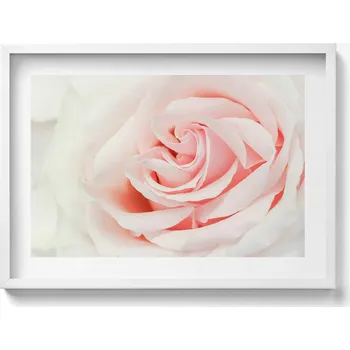 Obraz Obraz v bílém rámu, dekorace na zeď Zblízka na okvětní lístky růže 70x50 cm
