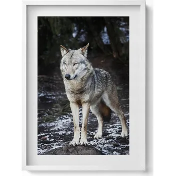 Obraz Obraz v bílém rámu nástěnná dekorace Divoké zvíře vlk v lese 50x70 cm