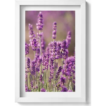Obraz Obraz v rámu na zeď do obýváku Kvetoucí levandulová louka 20x30 cm