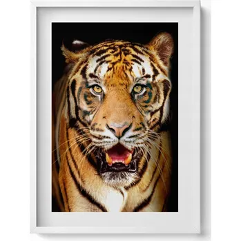 Obraz Dekorace, obraz s grafikou v krásném rámu. Výrazný divoká kočka tygr, 50x70 cm