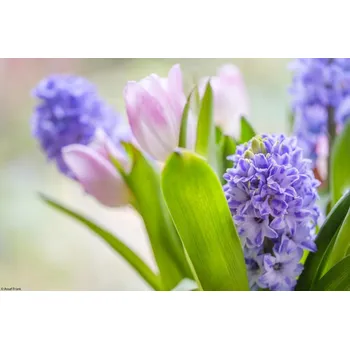 Obraz Plakát Hyacint a tulipány v blízkosti bez rámu 30 x 20 cm