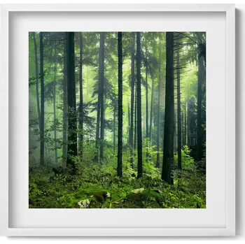 Obraz Závěsný obraz rámeček bílé barvy Krajina stromů a lesní vegetace 50x50 cm