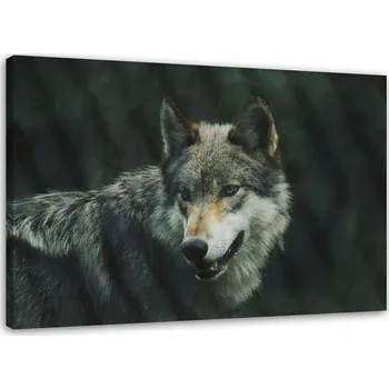 Obraz Obraz na plátně - Canvas, šedý vlk 60x40