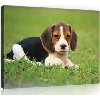 Obraz OBRAZ NA PLÁTNĚ CANVAS 60x40 PES PEJSEK BEAGLE