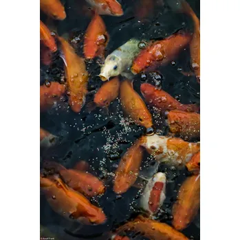 Obraz Plakát Zlaté rybičky shlukující se nad hladinou, bez rámu, 20 x 30 cm