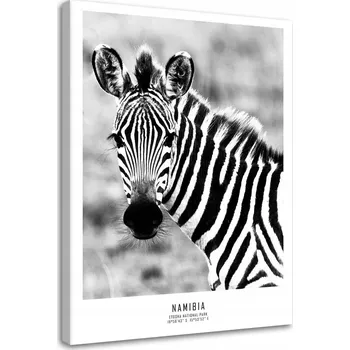 Obraz OBRAZ NA PLÁTNĚ Zebra Zvířata Příroda 80x120