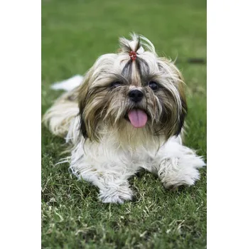 Obraz Plakát malý pejsek na trávě bez rámu 30 x 45 cm